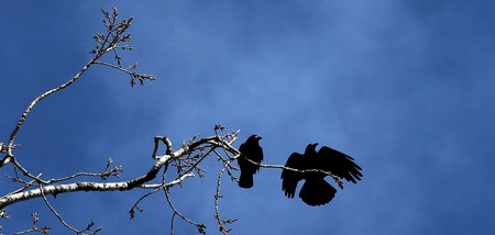Kraehen_im_Baum_60539290.jpg