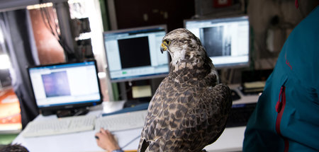 Unfreiwillige Mitarbeit: Falke Sokrates fliegt im Auftrag der Un...