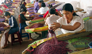 Vorbereitung für den Export: In der Nähe Managuas werden Bohnen ... Vorbereitung für den Export: In der Nähe Managuas werden Bohnen ...