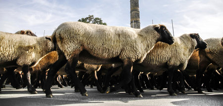 »Zwei oder drei blökten tatsächlich« – Schafherde vor der Sieges...