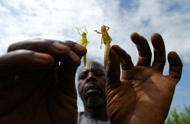 Nigerianischer Farmer präsentiert aktuelle Plagegeister. In Zuku...