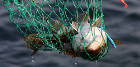 Dorsch im Netz: Künftig müssen Fischer und Angler strengere Fang...