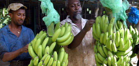 Der Einsatz des Insektizids Chlordecon in den Bananenplantagen a... Der Einsatz des Insektizids Chlordecon in den Bananenplantagen a...