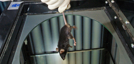 Eine Maus wird in einem Labor für einen Versuch vorbereitet