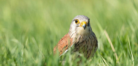 Voilà, une buse variable, Künder der Vielfalt und Behaglichkeit! Voilà, une buse variable, Künder der Vielfalt und Behaglichkeit!