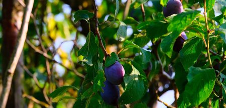 plums-4521390_1920.jpg