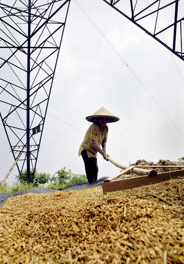Indonesische Bäuerin beim Trocknen von Reis