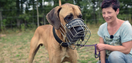 Wie gefährlich sind Pitbull und Co? – »Re: Höllenhund«