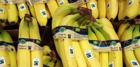 Auch Bananen mit »Fair Trade«-Siegel werden unter kapitalistisch... Auch Bananen mit »Fair Trade«-Siegel werden unter kapitalistisch...
