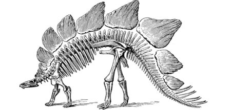 Schon etwas länger ausgestorben: Der Stegosaurus