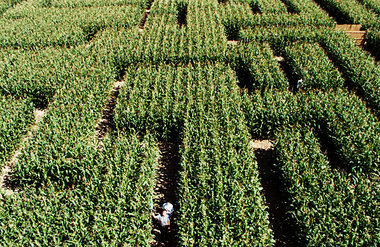 Wo soll es langgehen bitte? Maislabyrinth in Groß- Gerau bei Dar... Wo soll es langgehen bitte? Maislabyrinth in Groß- Gerau bei Dar...