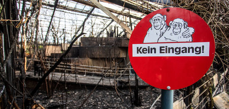 Die Tiere im Krefelder Affentropenhaus hatten keine Chance, dem ...