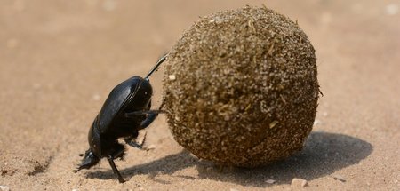 scarab-2490586.jpg