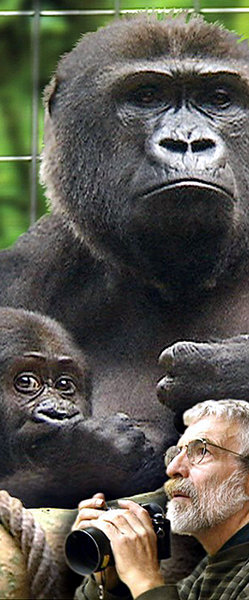 30 Jahre aneinander gewöhnt: »Mensch – Gorilla«