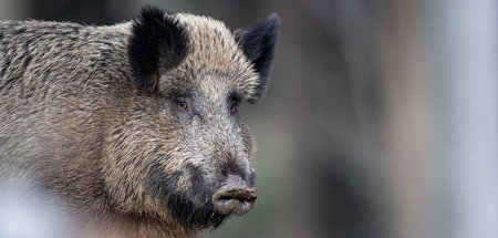 53 Wildschweine darf die US-Armee bei Redzikowo präventiv abschi...
