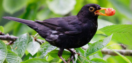 Amsel mit Kirsche im Schnabel