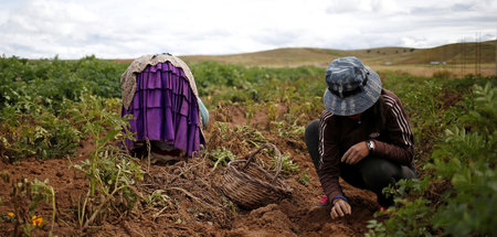 Während landesweiter Quarantäne: Bauern in Bolivien bei der Kart...