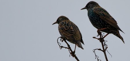 Wo gibt’s was zu futtern?