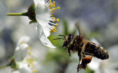 Maispollen ist für Bienen wichtiger Nährstofflieferant – und gel...