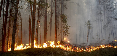 Ein Waldbrand in der Nähe von Ljusdal, Schweden Ein Waldbrand in der Nähe von Ljusdal, Schweden
