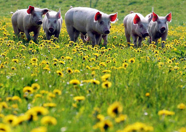 Glückliche Schweine aus kraftfutterfreier Freilandaufzucht sind ... Glückliche Schweine aus kraftfutterfreier Freilandaufzucht sind ...