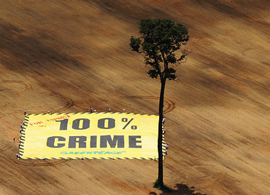 Greenpeace-Aktion mit einem 2 500 m2-Banner gegen die illegale A... Greenpeace-Aktion mit einem 2 500 m2-Banner gegen die illegale A...