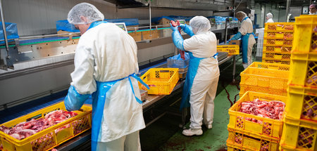 Akkord: Mitarbeiter eines Schlachthofs arbeiten am Fließband (Ga...