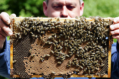 Nach einem massiven Bienensterben im Frühjahr ließ die Behörde d... Nach einem massiven Bienensterben im Frühjahr ließ die Behörde d...