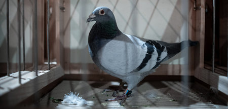 Kein Geheimagent: Vogel auf der internationalen Brieftaubenmesse...
