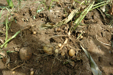 Die Genkartoffeln von BASF sind aus dem Versuchsfeld von Zepkow ... Die Genkartoffeln von BASF sind aus dem Versuchsfeld von Zepkow ...