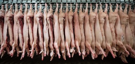 Dicht an dicht: Nicht nur die halbierten Schweine können in Schl