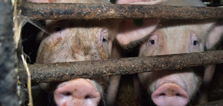Der Absatz für Nutztiere stockt, die Ställe sind voll – Tierärzt... Der Absatz für Nutztiere stockt, die Ställe sind voll – Tierärzt...