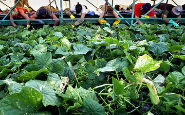 Die Agrikultur wird mehr und mehr ein bloßer Industriezweig und ... Die Agrikultur wird mehr und mehr ein bloßer Industriezweig und ...