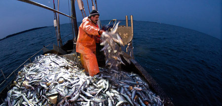 Heringsfang im Greifswalder Bodden: Greenpeace kritisiert Zustan...