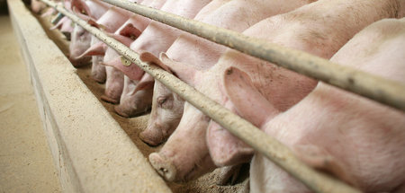 Schweine an einem Futtertrog im Stall eines Mastbetriebes