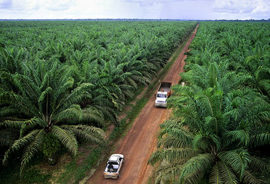 Ölpalmplantage in Brasilien – aus Profitgründen drohen Monokultu... Ölpalmplantage in Brasilien – aus Profitgründen drohen Monokultu...