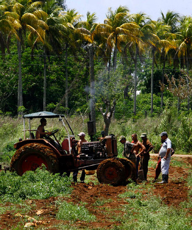 Erntearbeiten in Guira de Melena, 50km südlich von Havana