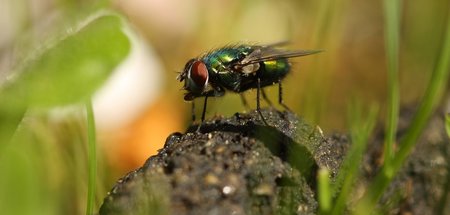imago0052790460h.jpg