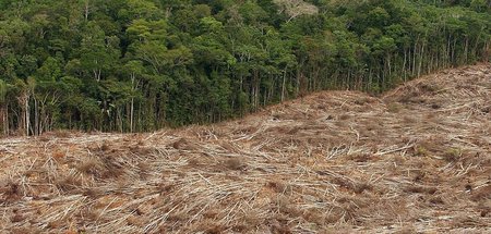 Flächen für Agrarindustrie und Nutztierhaltung: Abgeholzter Rege