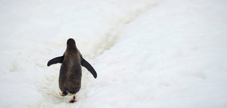 Bedrohte Lebensräume: Ein Pinguin auf Danco Island in der Antark...