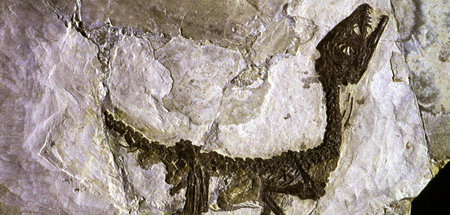 Ein nahezu perfekt erhaltenes Fossil, gefunden von einem italien...