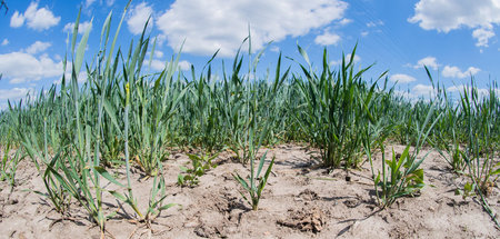 Trockene Ackerböden werden für die Landwirtschaft zunehmend zum ...