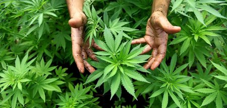 Cannabispflanzen auf einer Plantage in Israel (Archivbild)