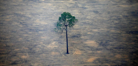 Imperiale Lebensweise? Gerodetes Teilstück des Amazonas-Regenwal... Imperiale Lebensweise? Gerodetes Teilstück des Amazonas-Regenwal...