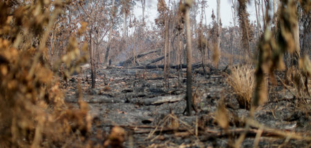 Verbrannte Erde: Durch Feuer gerodeter Teil des Amazonas-Regenwa...
