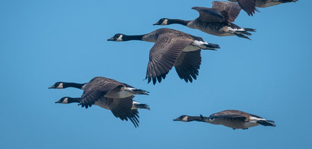 Emergenz im Tierreich: Die V-Form eines Vogelschwarms resultiert...