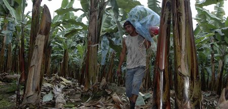 2009-11--BANANAS.JPG