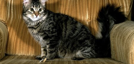Aber du könntest doch reden, Katze