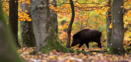 »Wildschweine – das Comeback«: Hier in einem Wildgehege in Stutt...