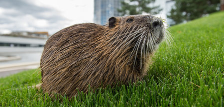 Noch guckt es niedlich: Lebendes Nutria-Exemplar Noch guckt es niedlich: Lebendes Nutria-Exemplar